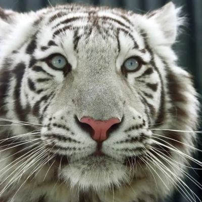 Náhled článku mobil: Zoo Liberec zahajuje sezónu Dnem Země. Těšit se můžete na interaktivní stanoviště i osvětovou kampaň