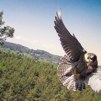 Náhled článku mobil: Vzácný sokol hnízdí u Drábských světniček. Jejich oprava se proto posouvá
