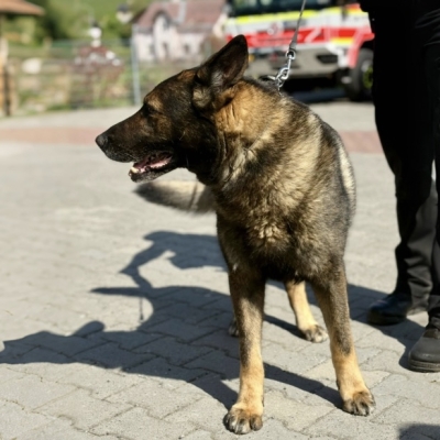Náhled článku mobil: Jabloneckou městskou policii posílil služební pes Cyril. Se svým psovodem už pomáhá v ulicích