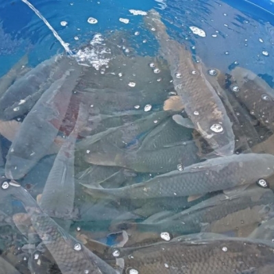 Náhled článku mobil: Veterináři vyrážejí do terénu. Začaly kontroly prodejců vánočních kaprů