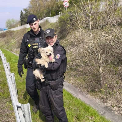 Náhled článku mobil: Policejní hlídka zachránila u Sychrova vyděšenou fenku, která utekla od autonehody
