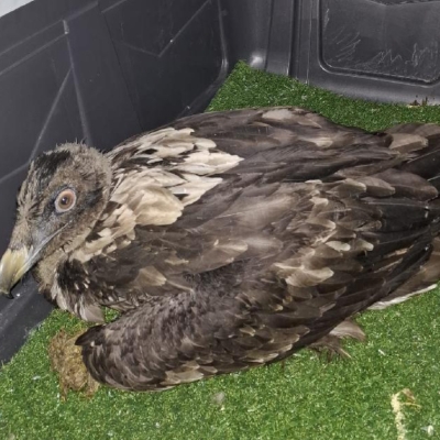 Náhled článku mobil: ZOO Liberec vrací odchované mládě orlosupa do španělské přírody