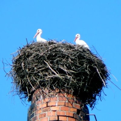 Náhled článku mobil: Letošní sezóna je druhou nejlepší v historii pro čápy bílé