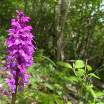 Náhled článku mobil: Na Rašovce se nachází největší naleziště vzácných orchidejí v kraji