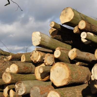 Náhled článku mobil: U krajských silnic mizí stromy rychleji, než přibývají. Podle odborníků je to problém