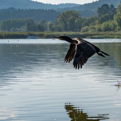 Náhled článku mobil: Liberecký kraj vyplatil miliony na náhradách za útoky dravců. Největší škody působí vlk a kormorán