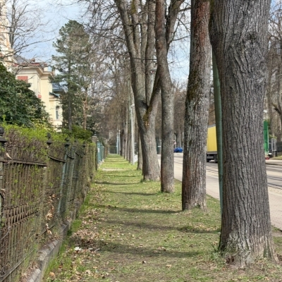 Náhled článku mobil: Liberec překontroluje stav stromů v Masarykově aleji. Bude ho to stát 600 tisíc