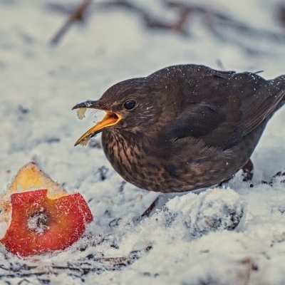 Náhled článku mobil: Vánoce i pro ptáky. Ornitologové radí, co nasypat do krmítek