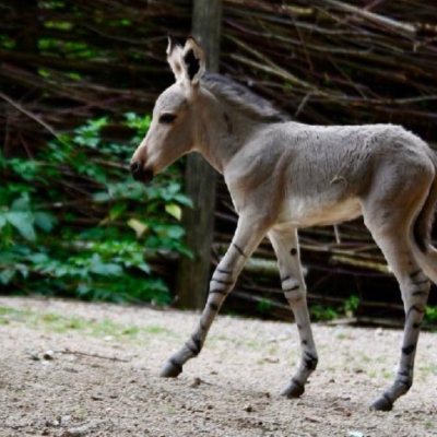 Náhled článku mobil: Po pěti letech se v liberecké zoologické narodilo mládě kriticky ohroženého osla somálského