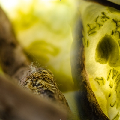 Náhled článku mobil: Botanická zahrada a Fakulta textilní spojily síly, výsledkem je výstava o endemitech