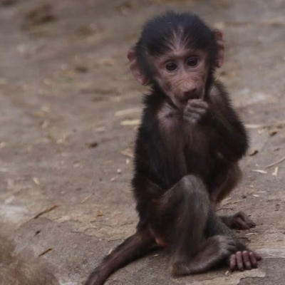 Náhled článku mobil: V Zoo Liberec se to hemží malými opičkami. Paviány plastikové přitom jinde v ČR neuvidíte