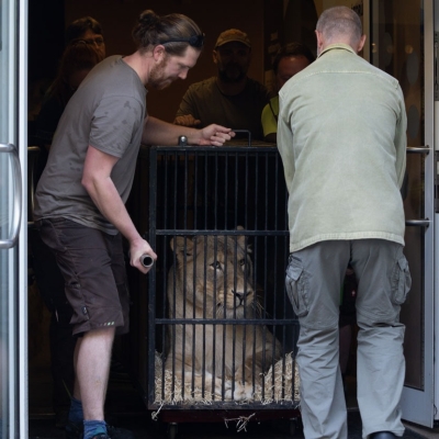 Náhled článku mobil: Lvice Elsa opouští libereckou zoo. Trvalý domov najde v nizozemském záchranném centru