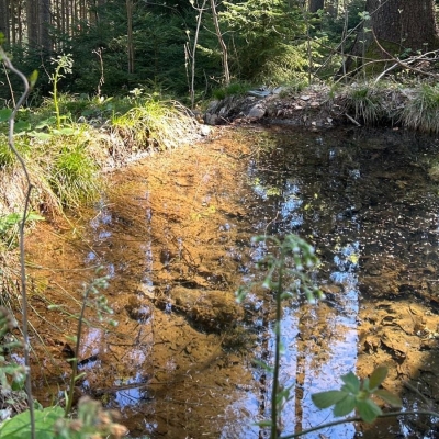 Náhled článku mobil: Mlokům se v Lidových sadech daří. Městské lesy proto rozšíří síť tůní i do Jizerských hor