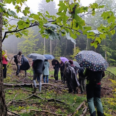 Náhled článku mobil: Nový prales na Ještědu se rozroste o dalších 4,5 hektaru
