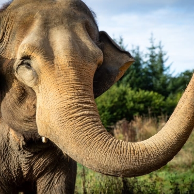 Náhled článku mobil: Zoo Liberec odhalí příběh transportu slonice Baly. Přiblíží i její první dny v Anglii