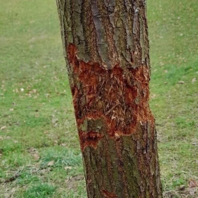 Náhled článku mobil: Liberci řádil vandal s mačetou. Poškodil devět mladých lip, město podává trestní oznámení