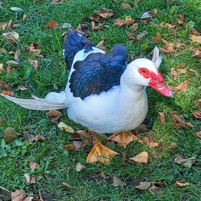 Náhled článku mobil: Kačer u Jizery rozdmýchal diskusi mezi Turnováky. Na první pohled zraněné zvíře je ale v pořádku