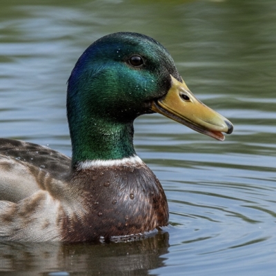 Náhled článku mobil: Jablonec po nálezu kachen s ptačí chřipkou zavádí preventivní opatření pro chovatele i veřejnost