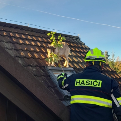 Náhled článku mobil: Liberečtí hasiči mají za sebou úsměvný zásah. Zachraňovali kozu uvízlou na střeše