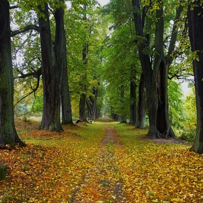 Náhled článku mobil: Liberecký kraj v anketě Alej roku zastupuje Lemberk i ovocné stromořadí v Kunraticích