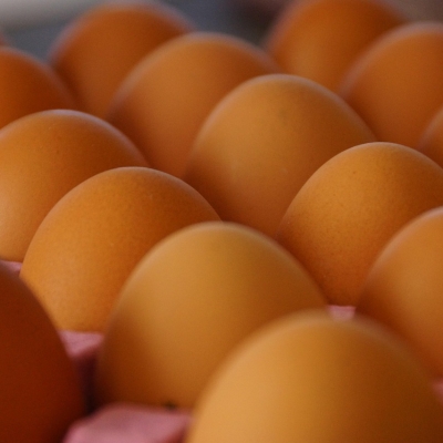 Náhled článku mobil: Ptačí chřipka žene ceny vajec a drůbeže nahoru