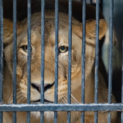 Náhled článku mobil: Zoo Liberec se dočasně ujala nelegálně chované lvice od Karla Vémoly