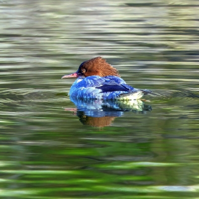 Náhled článku mobil: Ptačí park Mnišské louky u České Lípy se rozrůstá. Nové pozemky mají přilákat vzácné bekasiny