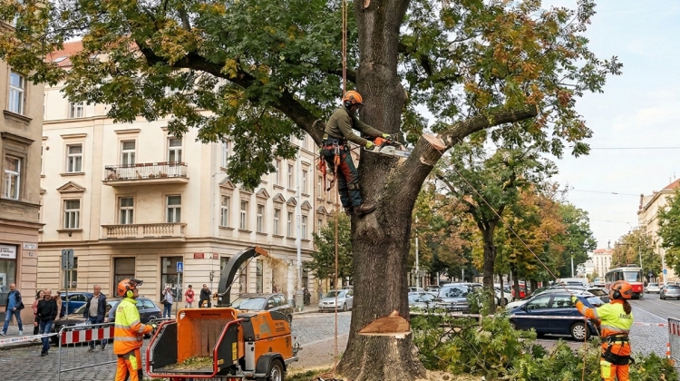 Náhled článku: Kácení rizikového stromu v liberecké Erbenově ulici v sobotu omezí dopravu