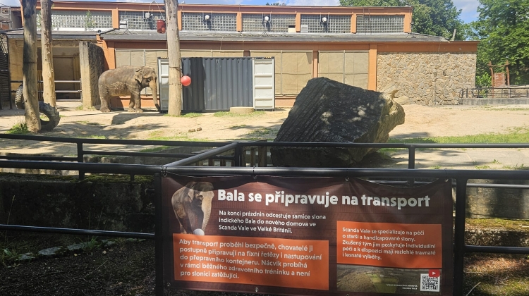 Náhled článku: Slonice Bala se v liberecké zoo připravuje na cestu do nového domova