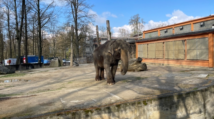Náhled článku: Sloní sbohem Liberci. Slonice Bala se stěhuje do nového domova ve Walesu
