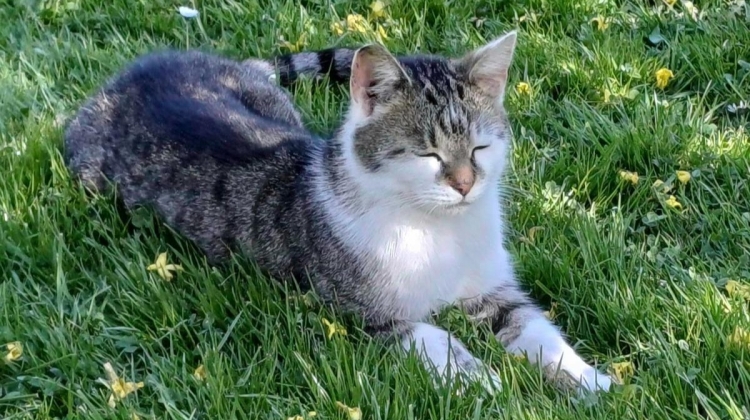 Náhled článku: Policie vyšetřuje náhlý úhyn kocoura na Liberecku