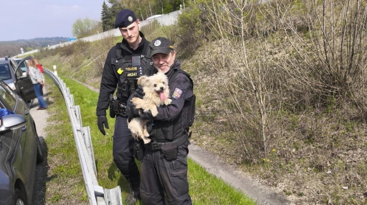 Náhled článku: Policejní hlídka zachránila u Sychrova vyděšenou fenku, která utekla od autonehody