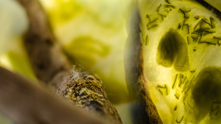 Náhled článku: Botanická zahrada a Fakulta textilní spojily síly, výsledkem je výstava o endemitech