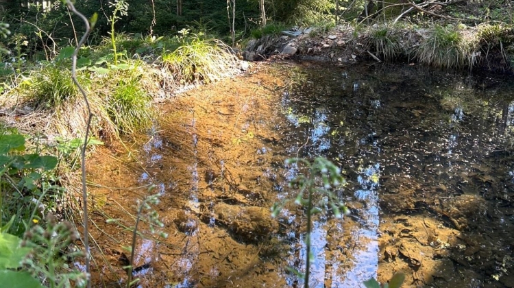 Náhled článku: Mlokům se v Lidových sadech daří. Městské lesy proto rozšíří síť tůní i do Jizerských hor