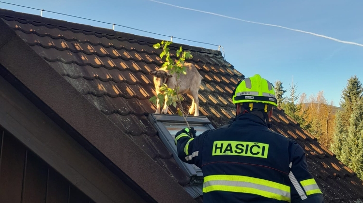 Náhled článku: Liberečtí hasiči mají za sebou úsměvný zásah. Zachraňovali kozu uvízlou na střeše