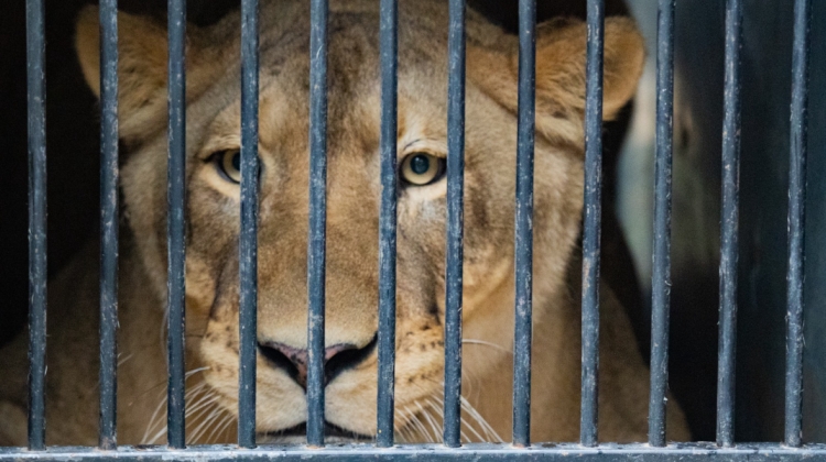 Náhled článku: Zoo Liberec se dočasně ujala nelegálně chované lvice od Karla Vémoly